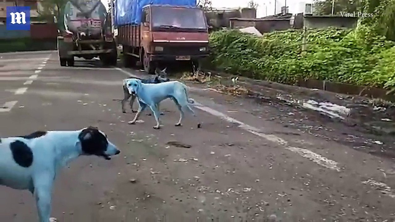 Phát hiện chú chó lông xanh kỳ lạ và lý do đằng sau khiến ai cũng xót xa