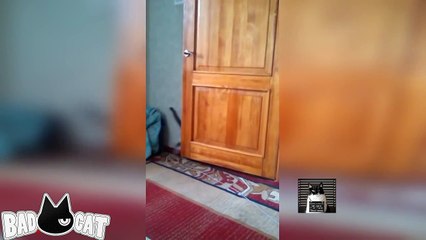 Adorable Cats Compilation - Best Funny Cat Videos Ever (1)