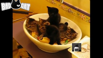 Adorable Cats Compilation - Best Funny Cat Videos Ever (4)