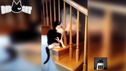 Adorable Cats Compilation - Best Funny Cat Videos Ever (7)