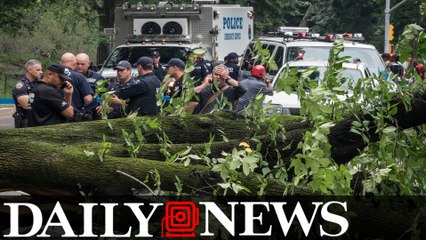 Central Park tree falls on adult and three children, injures them