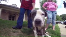 Animal Rescuers Say Abused Dog May Have Been Used as `Bait` for Dog Fighting
