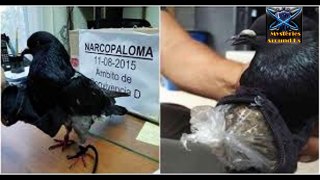 pigeon caught red handed for smuggling drugs,pigeon caught with backpack of drugs(720p)