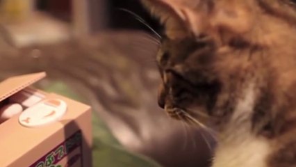 Real Cat Vs Fake Mechanical Cat Piggy Bank -- Real Cute!!!