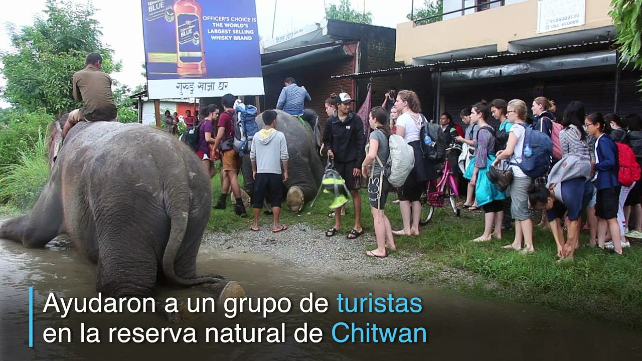 Elefantes rescatistas en medio de las inundaciones en Nepal