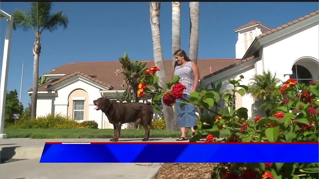 Dog Survives Being Thrown from Truck, Hit by DUI Driver