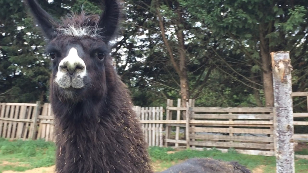 Les portes ouvertes au refuge Les Crins Verts