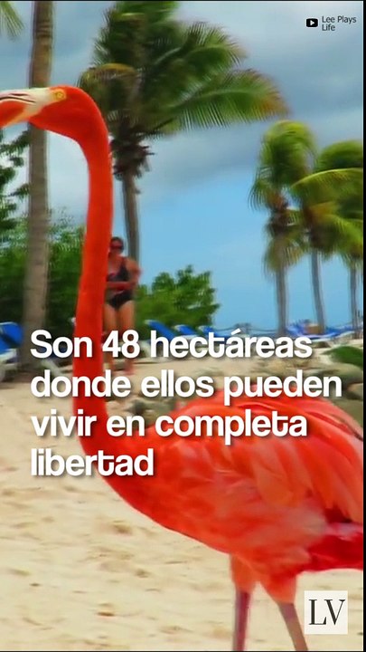 Conoce la curiosa Isla Renaissance