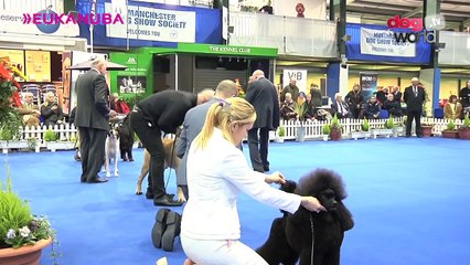 Manchester Dog Show 2017 Best in Show