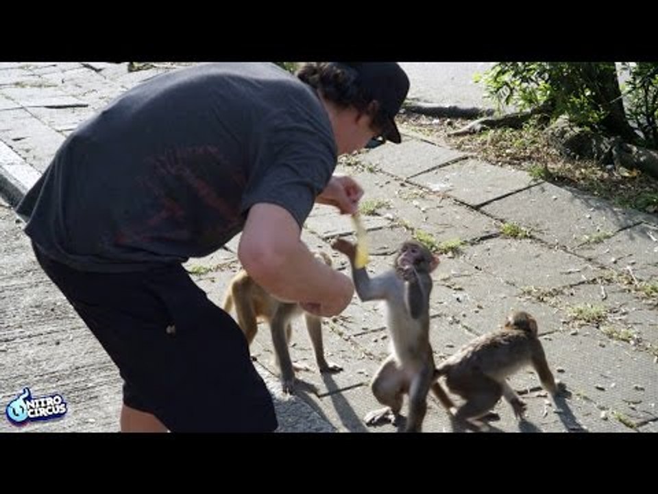 Monkey Feeding in Hong Kong