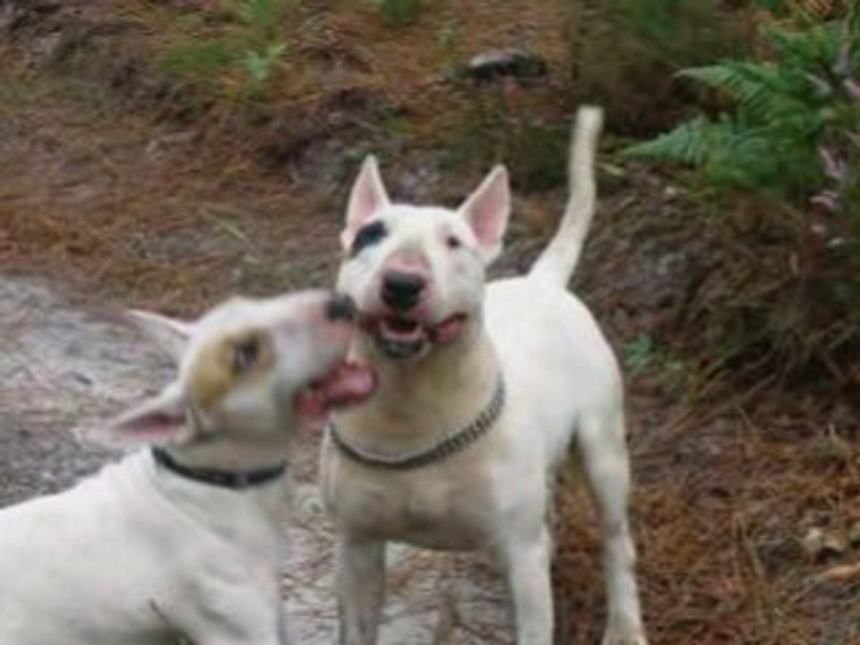 BULL TERRIER