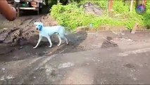 Blue Dogs In Mumbai After Swimming In Polluted River