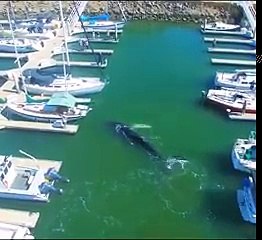 Humpback Whale Trapped in Southern California's Ventura Harbor ( 240 X 262 )