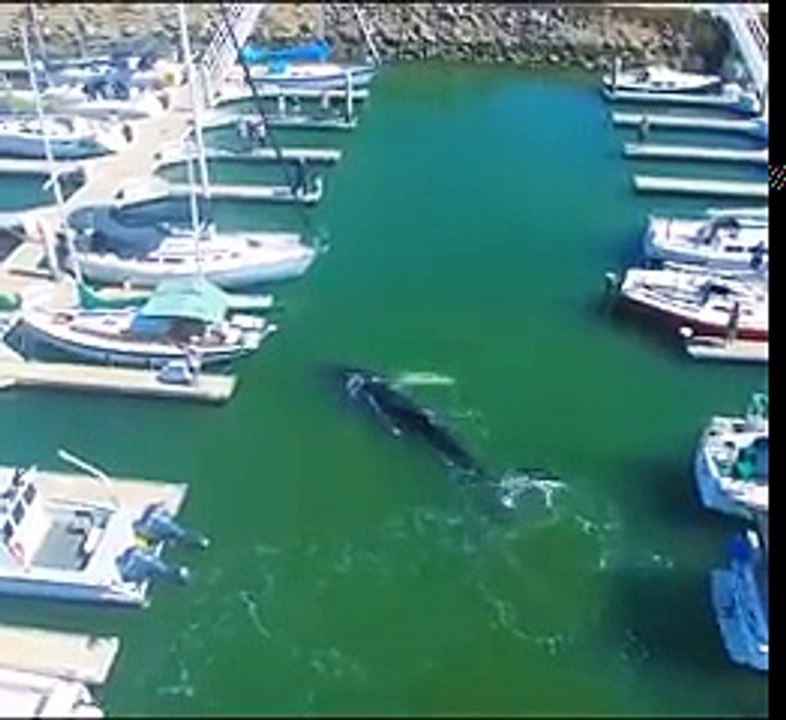 Humpback Whale Trapped in Southern California's Ventura Harbor ( 240 X 262 )