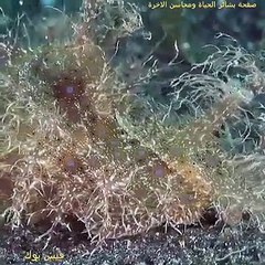 Beautiful Sea World Fish life video