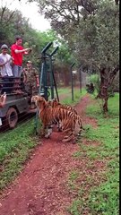 Amazing animal tiger eating human video wild life