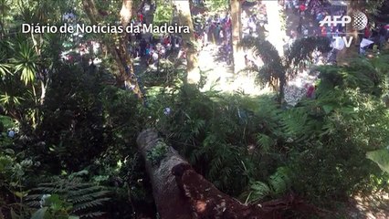 Portugal: la chute d'un arbre fait douze morts à Madère (2)