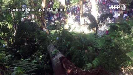 Portugal: la chute d'un arbre fait douze morts à Madère (2)