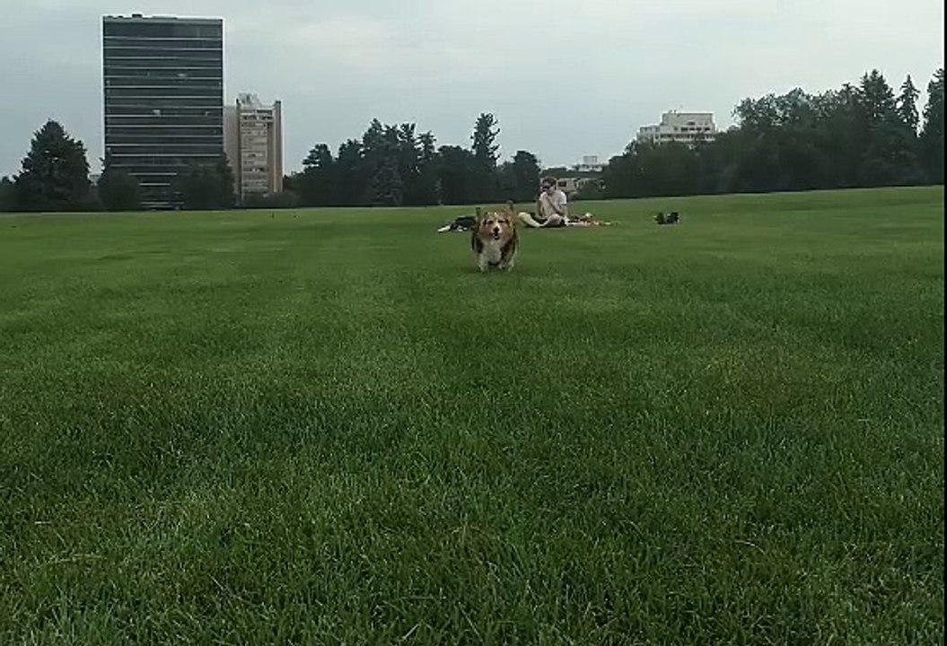 Run Corgi Run