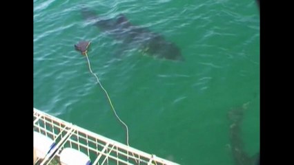 Two Great White Sharks Circle Boat