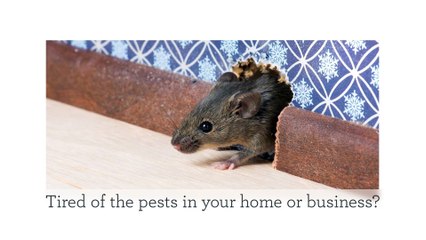 Orange Coast Pest Control