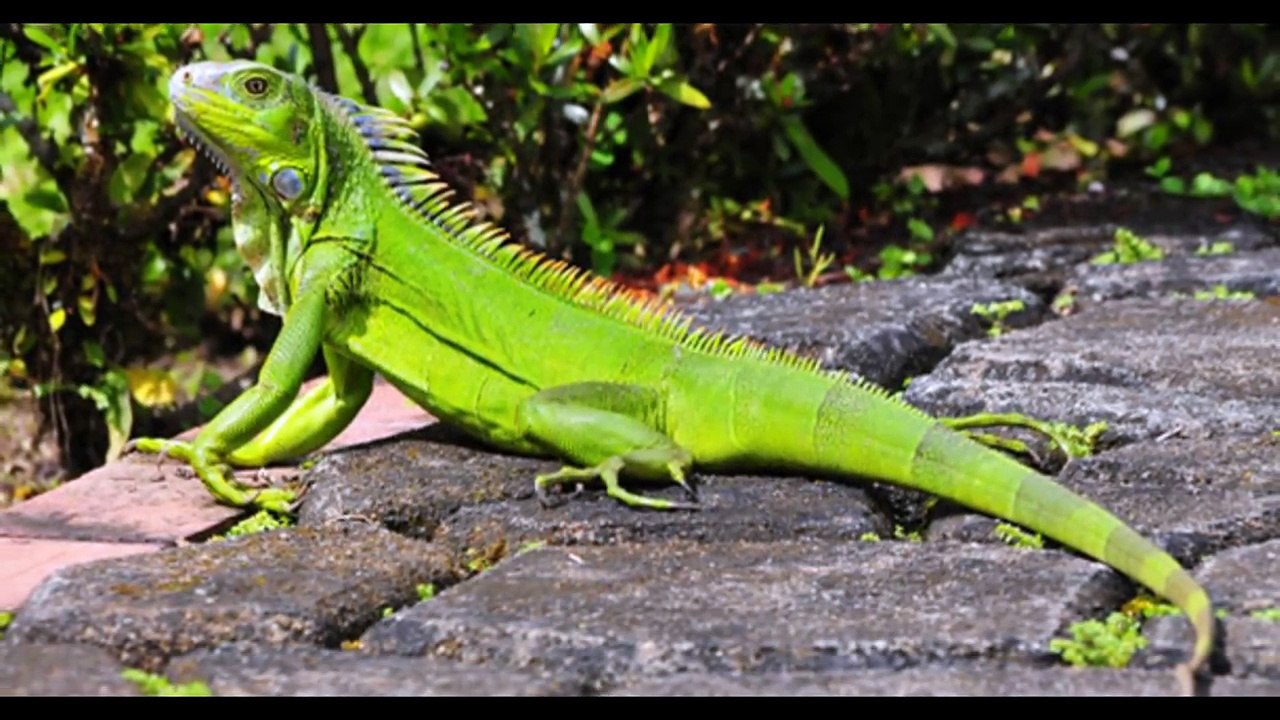 LOTTO ACTIVO CARLOS LOPEZ Datos 13/07/2017