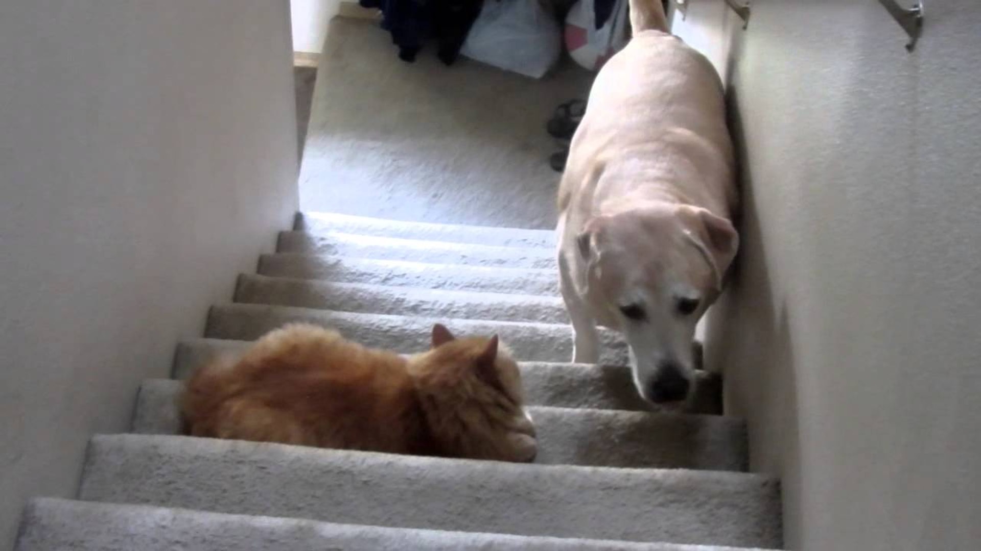 Why Are Dogs Scared Of Stairs
