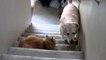 Dog Scared Of Cats - Funny Dog and Cat funny cats, cats, dog, dog scared of cat, funny dog and cat,