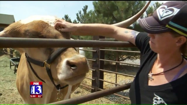 Utah Woman Trains Camels, Texas Longhorns For Movies, TV Shows