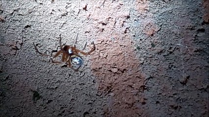 Une araignée au plafond!