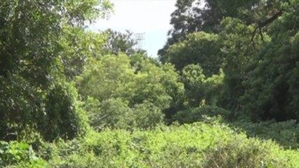 Encuentran los cuerpos de 11 personas víctimas de violencia en Acapulco