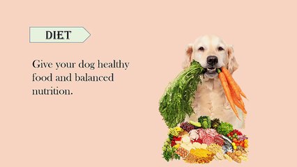 Tips for Keep Your Dog Healthy