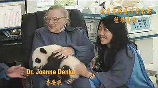 熊猫panda做3天熊猫的管家大熊猫和志愿者