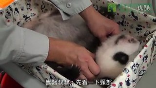 圓仔雙滿月體檢 The Giant Panda Baby Health Checkup