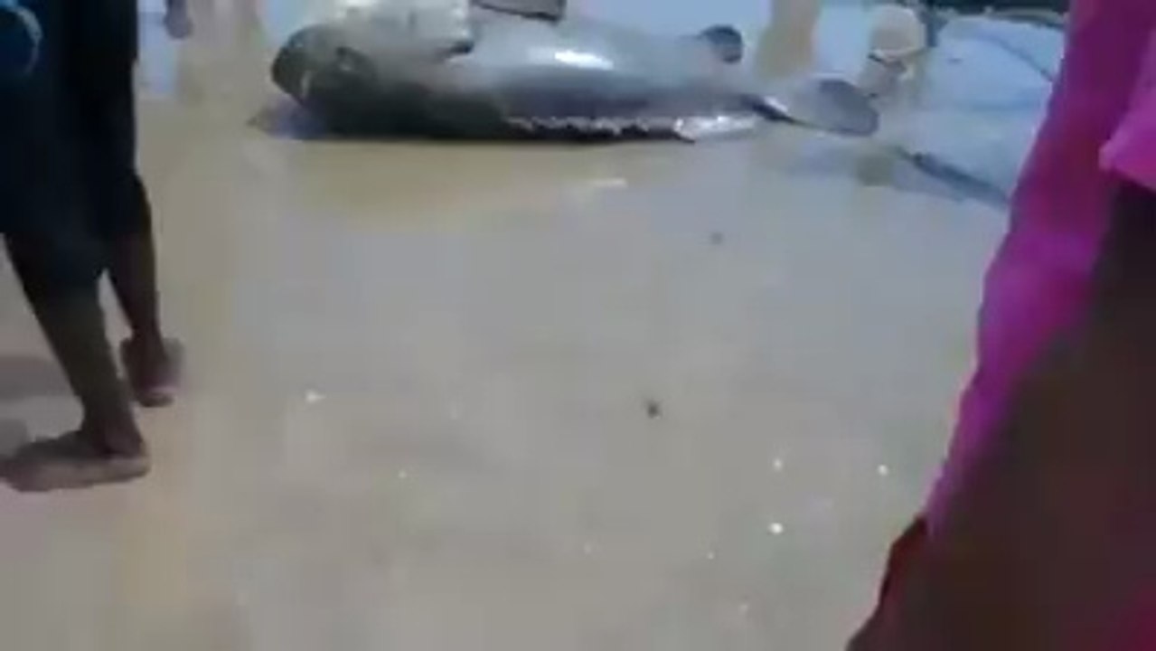 Biggest fish