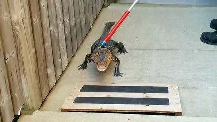 Quand tu tombes sur un alligator en sortant de ta piscine