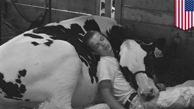 Photo of boy and cow napping together goes viral