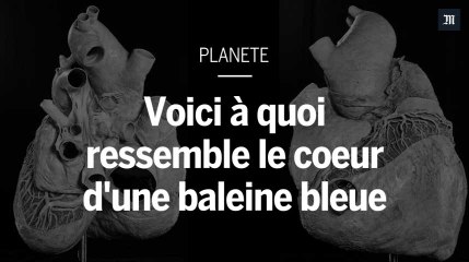Voici à quoi ressemble l'énorme cœur d’une baleine bleue