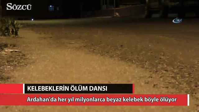 Ardahan’da Kelebeklerin ölüm dansı