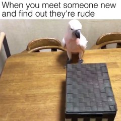 papağan kedi diyaloğu ilginç