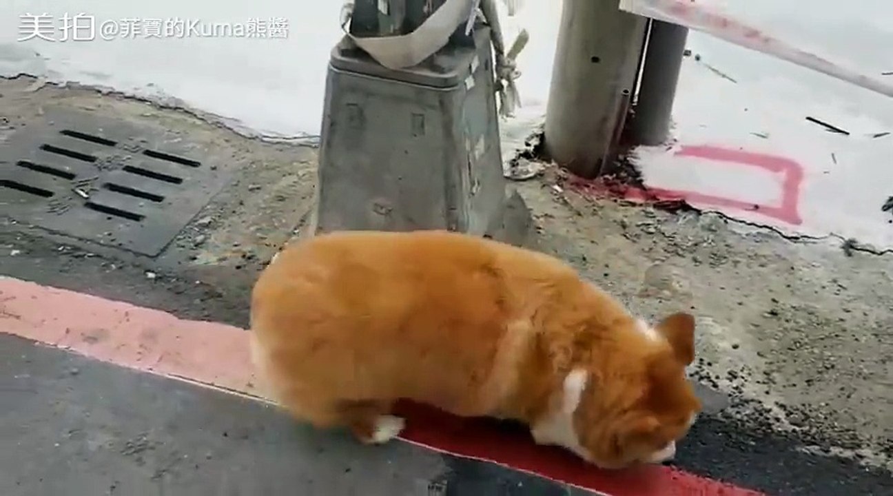 Chú chó sở hữu "bờ mông" đầy lông khiến ai cũng ao ước được một lần chạm nhẹ