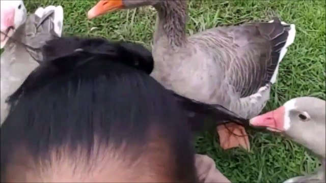 Des oies en mode Coiffeur... On te fait une tresse ???