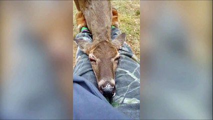 Ce cerf en manque de calin s'endort sur les genoux d"un visiteur du parc... Trop mignon