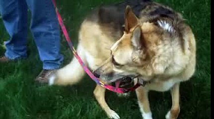 PBS NATURE Why We Love Cats and Dogs