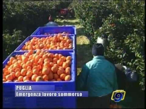 PUGLIA | Emergenza lavoro sommerso