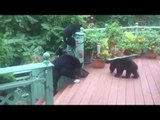 Man Discovers Hungry Bears Feeding in His Back Garden