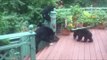 Man Discovers Hungry Bears Feeding in His Back Garden