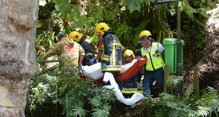 Dini Festival Sırasında Dev Meşe Ağacı Devrildi: 13 Ölü, 50 Yaralı