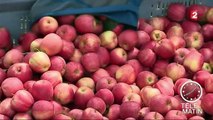 Le cri d'alarme des producteurs de fruits européens