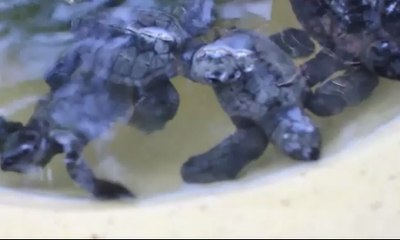 Puluhan Penyu Menetas Alami di Buleleng